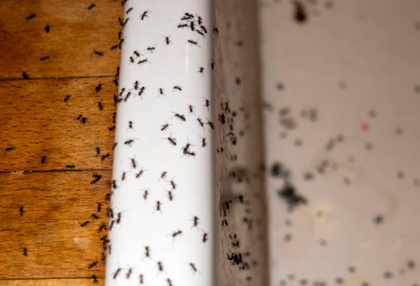 Pest Control Cost in Punxsutawney, PA
